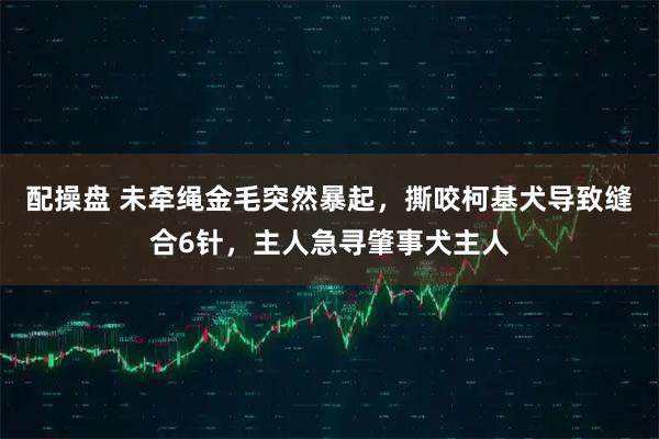 配操盘 未牵绳金毛突然暴起,撕咬柯基犬导致缝合6针,主人急寻肇事犬主人